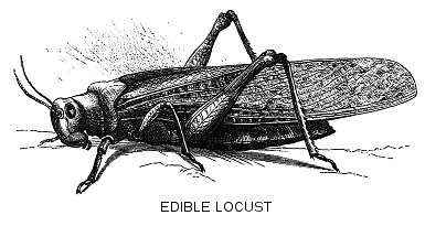 Edible Locust