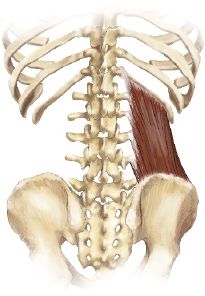 Quadratus Lumborum