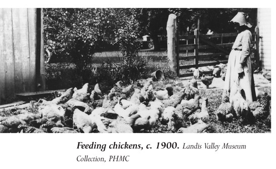 Feeding chickens, c. 1900. Landis Valley Museum Collection, PHMC