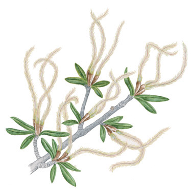 Littleleaf Mountain Mahogany