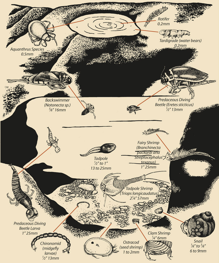 Aquanthrus Species 0.5mm Rotifer 0.2mm Tardigrade (water bears) 0.2mm Backswimmer (Notonecta sp.) 5⁄8” 16mm Predaceous Diving Beetle (Eretes sticticus) 1⁄2” 13mm Tadpole 1⁄2” to 1” 13 to 25mm Fairy Shrimp (Branchinecta packardi and Streptocephalus texanus) 1” 25mm Tadpole Shrimp (Triops longicaudatus) 21⁄4” 57mm Predaceous Diving Beetle Larva 1” 25mm Chironomid (midgefly larvae) 1⁄2” 13mm Ostracod (seed shrimp) 1 to 2mm Clam Shrimp 1⁄4” 6mm Snail 1⁄8” to 3⁄8” 6 to 9mm