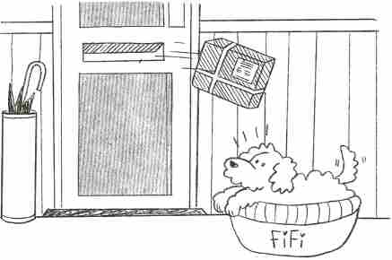 Fifi the dog in a basket by the door, looking surprised at the package which is flying towards them from the letterbox.