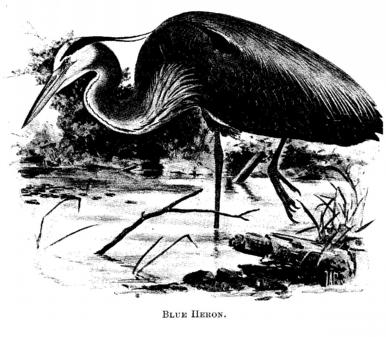 Blue Heron. 