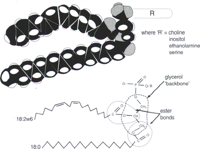 032