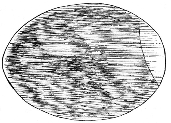 Figure 8.—Egg After 192 Hours.