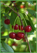 cherries.jpg