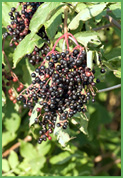 elderberry.jpg