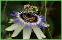 passion_flower.jpg