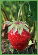 strawberry.jpg