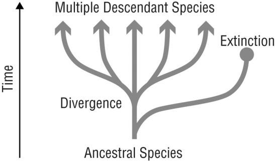 Figure 10. Adaptive radiation in evolution.