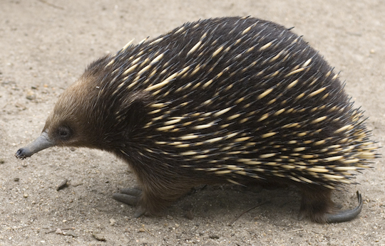 images/deeper/echidna.jpg