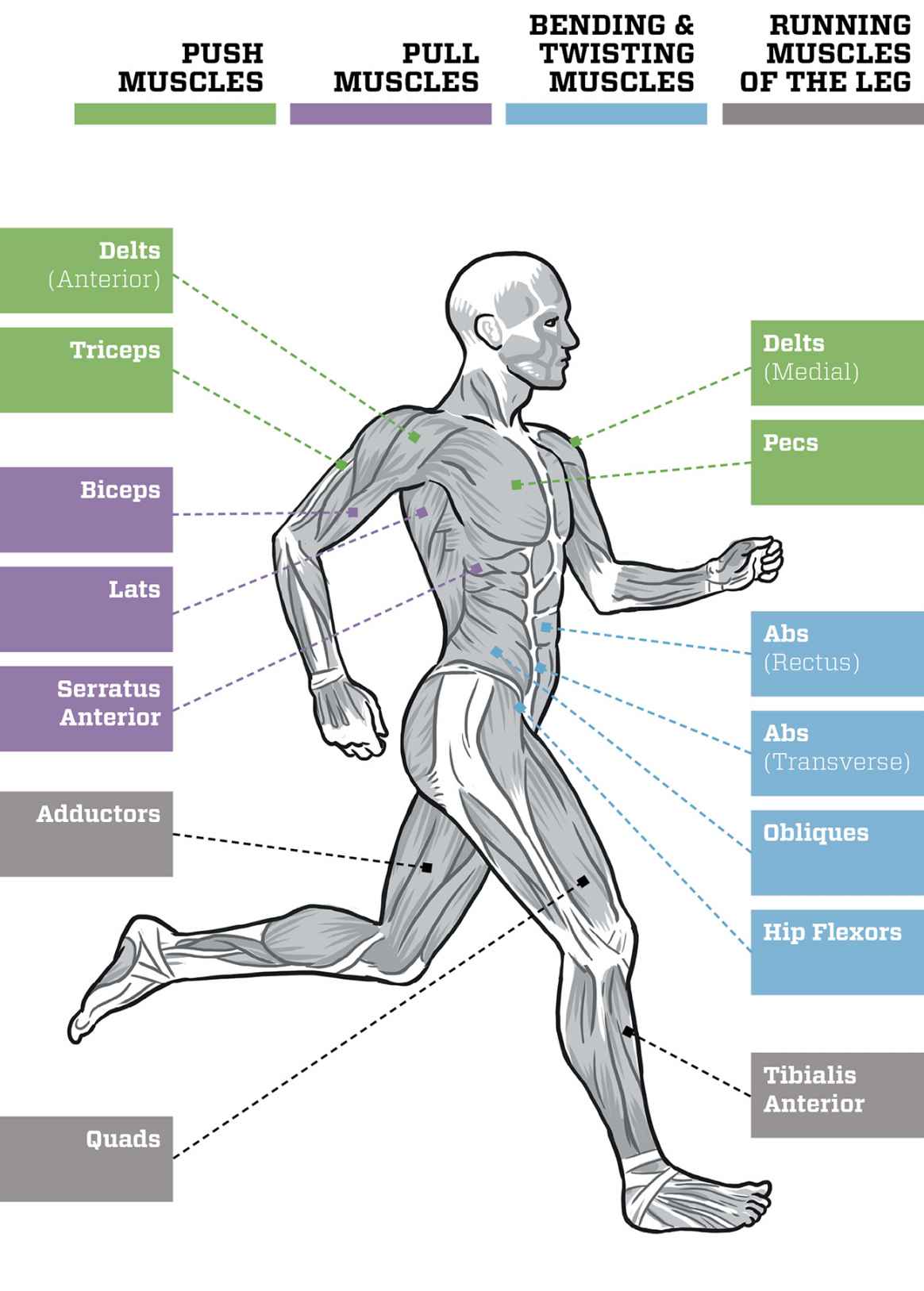 Muscles diagram