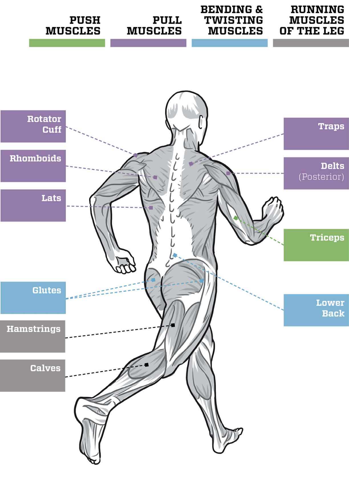 Muscles diagram