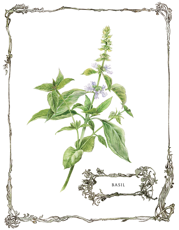 Basil