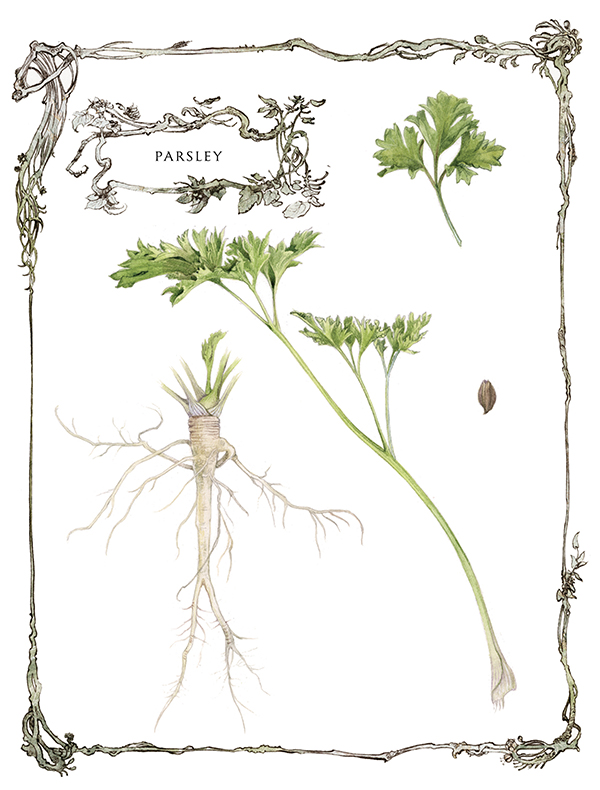 Parsley