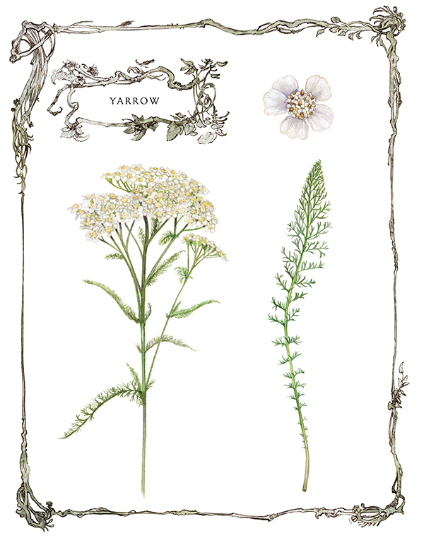 Yarrow