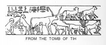 From the Tomb of Tih