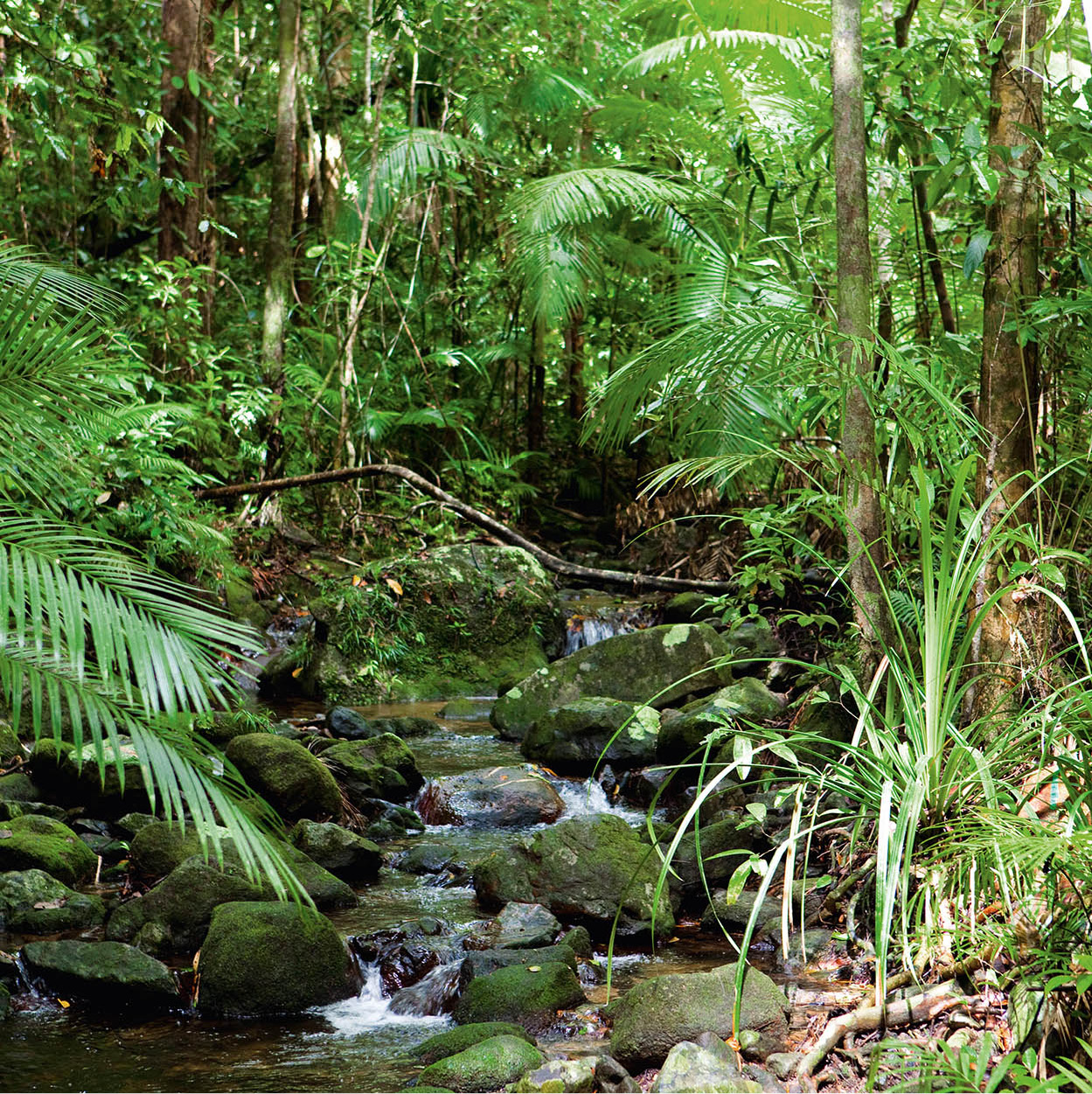 10Qld_Mossman_MossmanGorge_01_Australia_EC.jpg