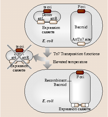 A978-3-540-29857-1_17_Fig2_HTML.png