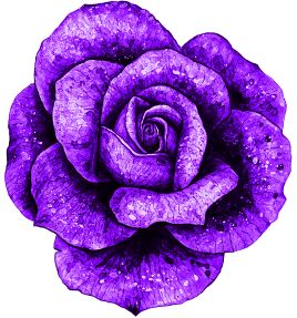 A picture containing purple, dark, plant  Description automatically generated