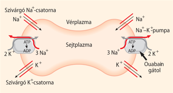 A plazmamembrán Na+–K+-pumpája (Na+–K+-ATP-áz)