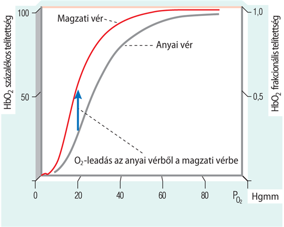 Az oxigéntelítési görbét befolyásoló tényezők