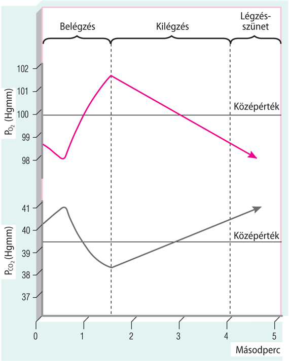 A holttéri és az alveolaris ventiláció