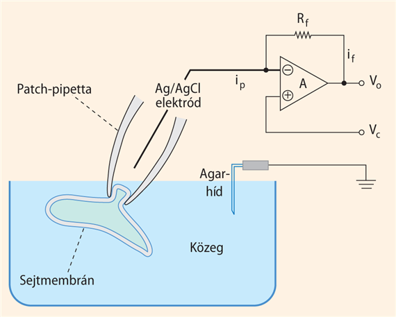 Az ioncsatornák elektrofiziológiai vizsgálata („patch-clamp regisztrálás”)