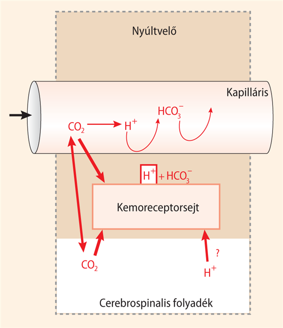 A centrális kemoreceptorok