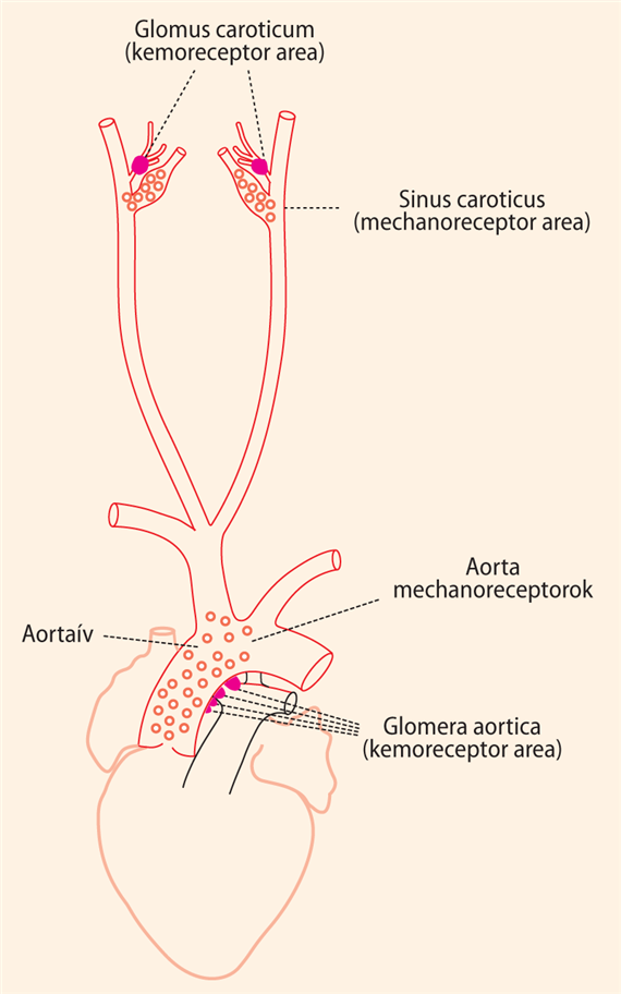 A perifériás kemoreceptorok