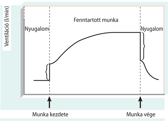 A légzés alkalmazkodása az izomműködéshez