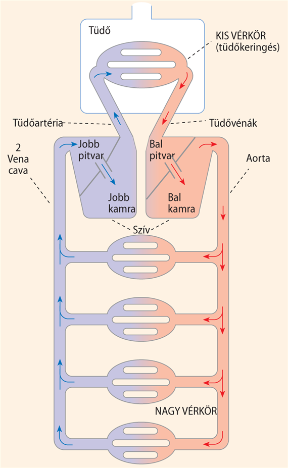9. fejezet - A vér keringése az érrendszerben