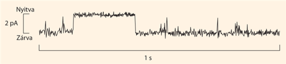 Az ioncsatornák elektrofiziológiai vizsgálata („patch-clamp regisztrálás”)