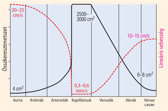 9-2. táblázat . A nagy vérkör ereinek átmérői. Folkow, B. és Neil, E. (1971): Circulation című könyve alapján, 12. old. Oxford University Press, London