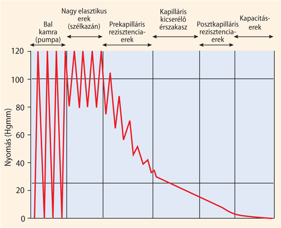 Érfalszerkezet és hemodinamikai szerep