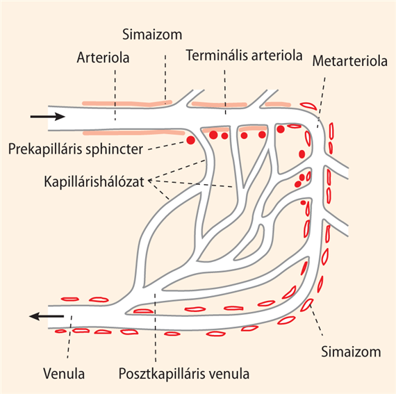 Mikrocirkuláció; a kicserélési érszakasz funkciója