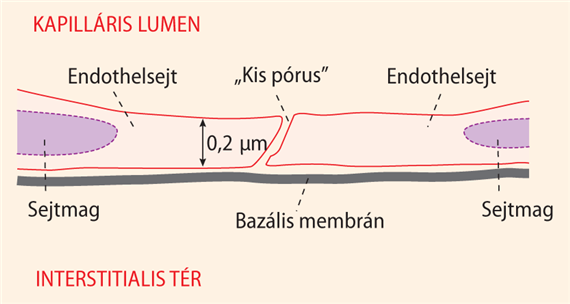 Kapillárisszerkezet és permeabilitás