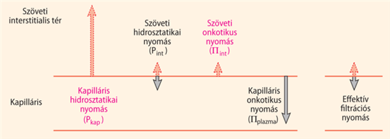 A hidrodinamikai folyadékcsere és a Starling-féle erők