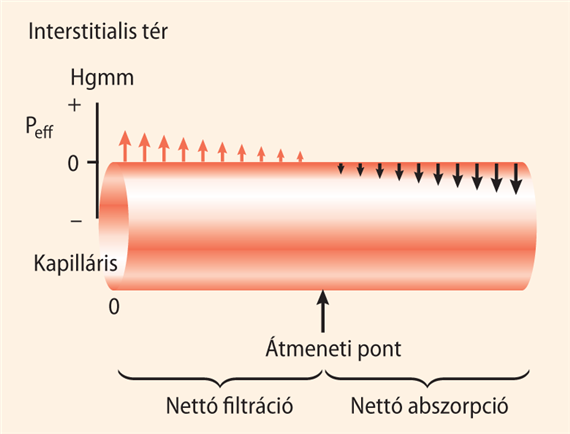 Filtráló és abszorbeáló kapillárisok