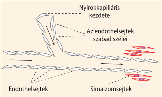 A nyirokérrendszer