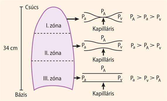 A gravitációs erők szerepe a regionális véráramlásban és a ventilációs/perfúziós arányban