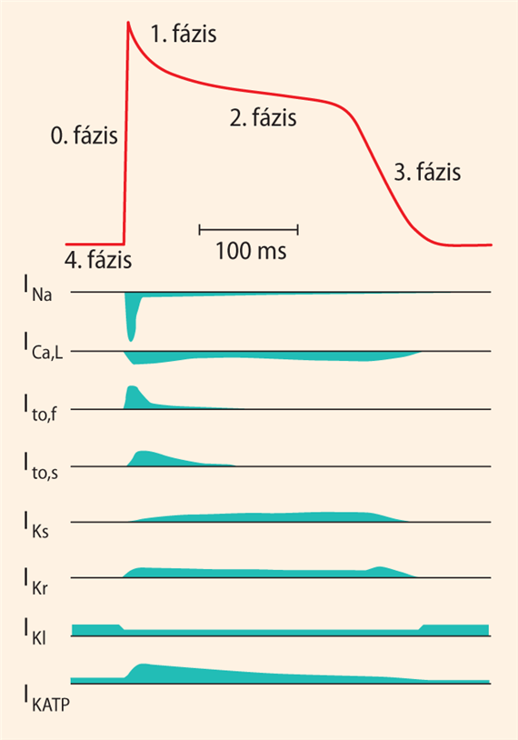 A gyors akciós potenciál lefolyása