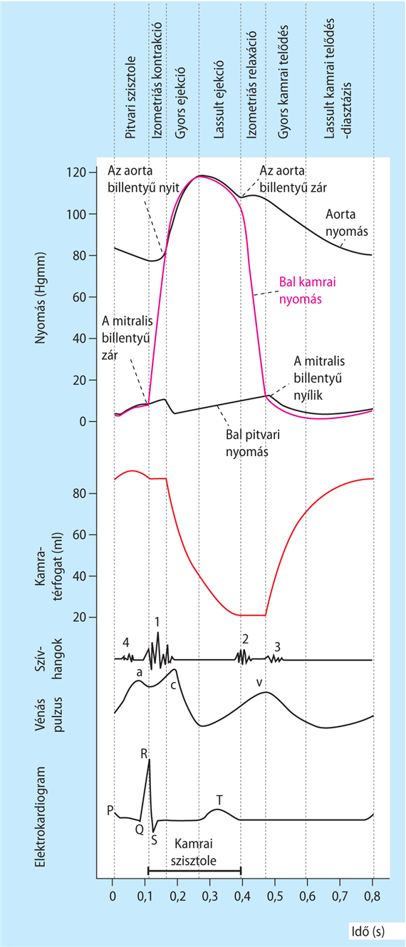 10-4. táblázat . A szívciklus egyes szakaszainak időtartama emberben (nyugalmi körülmények között). Katz, A. M. (1992): Physiology of the Heart. 2. kiadás, Raven Press, New York 363. oldal alapján