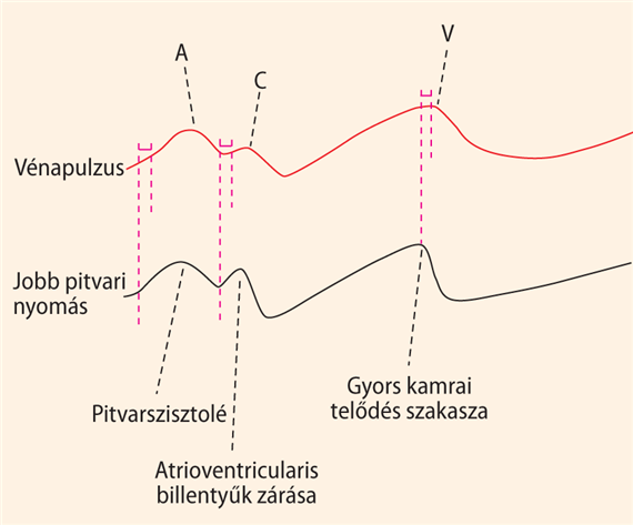 A vena jugularis externa pulzálása