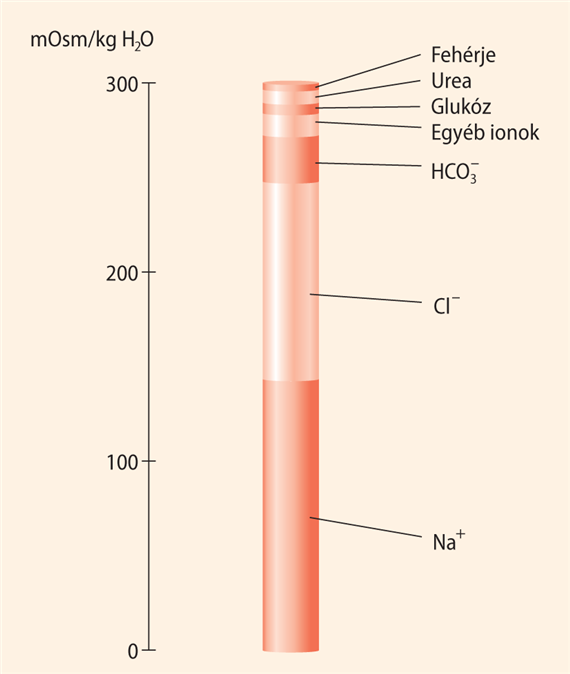Az extracelluláris folyadék ozmolalitása