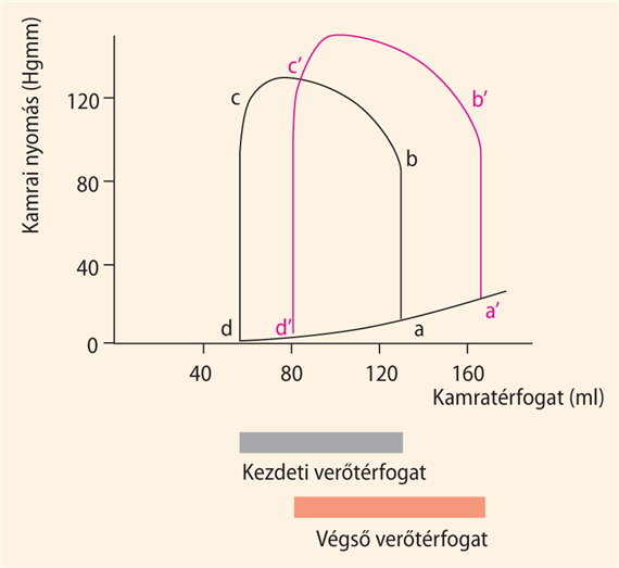 Starling „szívtörvénye” a munkadiagrammok tükrében