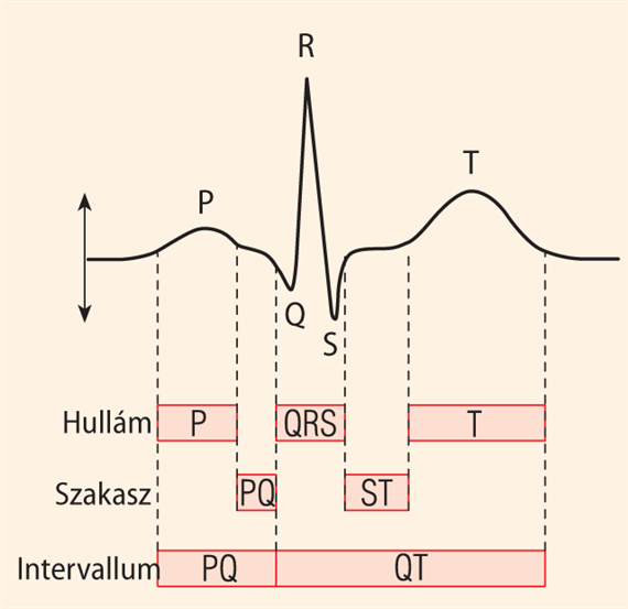 A normális elektrokardiogram