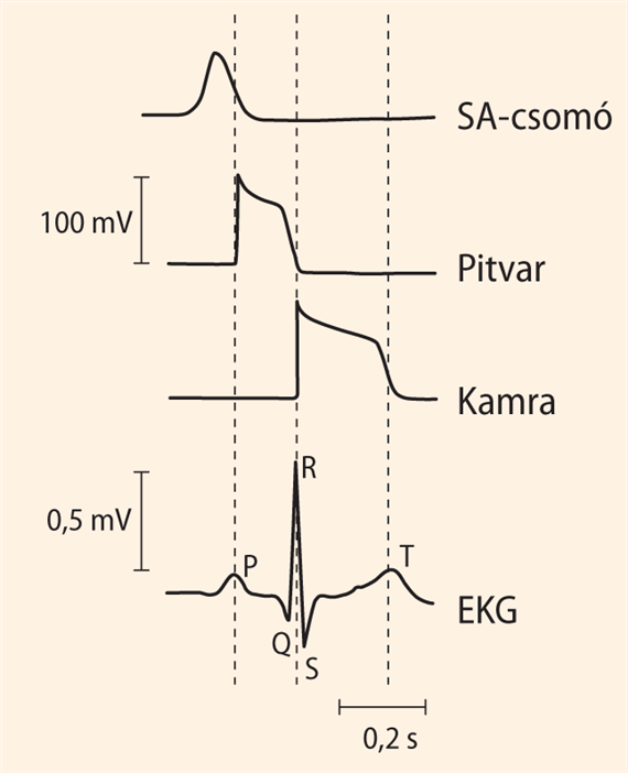 A normális elektrokardiogram