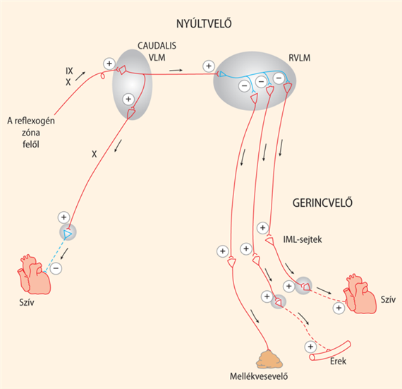 A cardiovascularis működéseket szabályozó neuroncsoportok