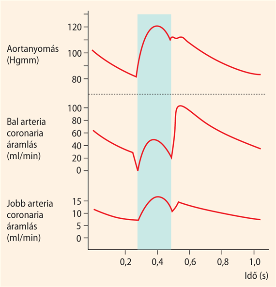 A coronariaáramlás változásai a szívciklus folyamán